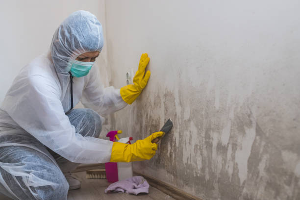 Best Mold Odor Removal Services  in Saw Creek, PA